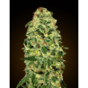 Semillas Auto California Kush autoflorecientes de 00 Seeds