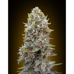 Semillas Auto Cheese Berry autoflorecientes de 00 Seeds