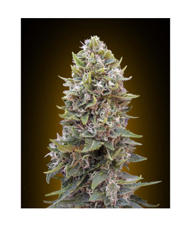 Semillas Auto Cheese Berry autoflorecientes de 00 Seeds