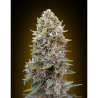 Semillas Auto Cheese Berry autoflorecientes de 00 Seeds