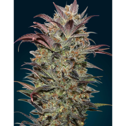 Semillas Auto Chocolate Cream autoflorecientes de 00 Seeds