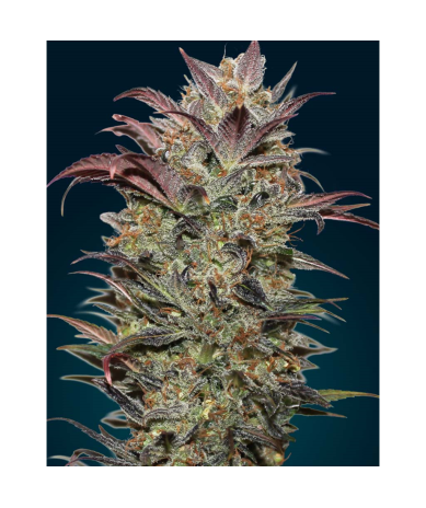Semillas Auto Chocolate Cream autoflorecientes de 00 Seeds