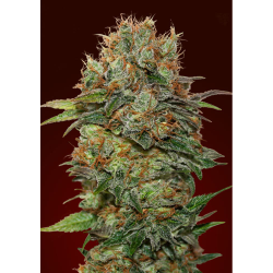 Semillas Auto Chocolate Kush autoflorecientes de 00 Seeds