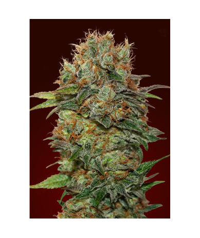 Semillas Auto Chocolate Kush autoflorecientes de 00 Seeds