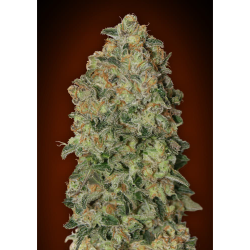 Semillas Auto Chocolate Skunk autoflorecientes de 00 Seeds