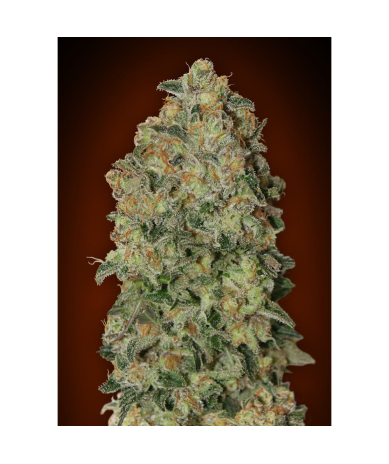 Semillas Auto Chocolate Skunk autoflorecientes de 00 Seeds