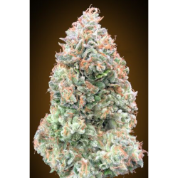 Semillas Auto Chocolate Skunk XXL autoflorecientes de 00 Seeds