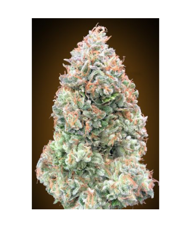 Semillas Auto Chocolate Skunk XXL autoflorecientes de 00 Seeds