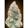 Semillas Auto Chocolate Skunk XXL autoflorecientes de 00 Seeds