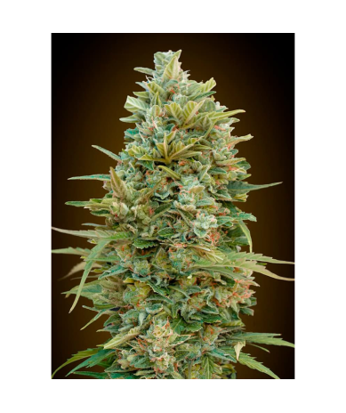 Semillas Auto Do-Si-Dos Cookies autoflorecientes de 00 Seeds