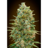 Semillas Auto Do-Si-Dos Cookies autoflorecientes de 00 Seeds