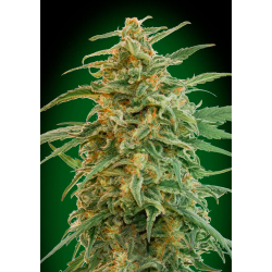 Semillas Auto Gorilla autoflorecientes de 00 Seeds