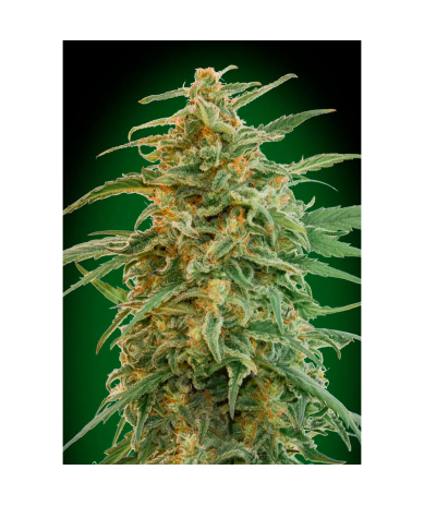 Semillas Auto Gorilla autoflorecientes de 00 Seeds