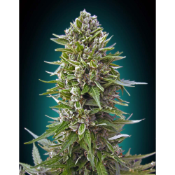 Semillas Auto Northern Lights autoflorecientes de 00 Seeds
