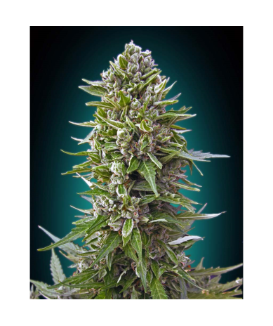 Semillas Auto Northern Lights autoflorecientes de 00 Seeds