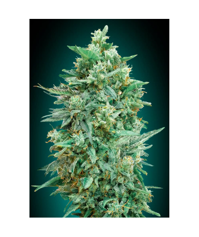Semillas Auto Northern Lights XXL autoflorecientes de 00 Seeds