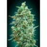 Semillas Auto Northern Lights XXL autoflorecientes de 00 Seeds