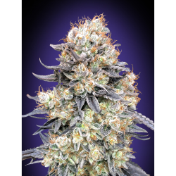 Semillas Auto Purple Punch autoflorecientes de 00 Seeds