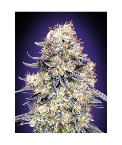 Semillas Auto Purple Punch autoflorecientes de 00 Seeds