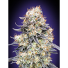 Semillas Auto Purple Punch autoflorecientes de 00 Seeds