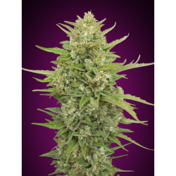 Semillas Auto Super Skunk autoflorecientes de 00 Seeds