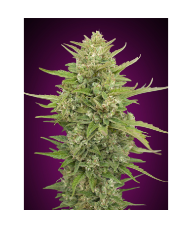Semillas Auto Super Skunk autoflorecientes de 00 Seeds