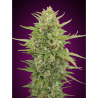 Semillas Auto Super Skunk autoflorecientes de 00 Seeds