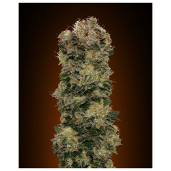 Semillas Auto Sweet Somango autoflorecientes de 00 Seeds