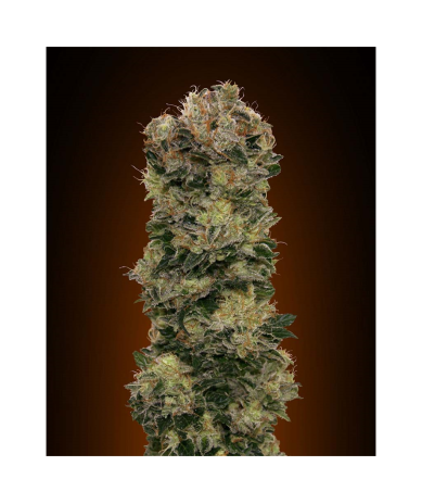 Semillas Auto Sweet Somango autoflorecientes de 00 Seeds