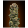 Semillas Auto Sweet Somango autoflorecientes de 00 Seeds