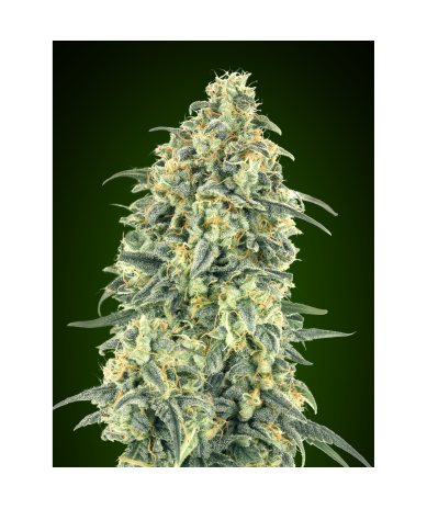 Semillas Auto White Widow XXL autoflorecientes de 00 Seeds