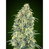 Semillas Auto White Widow XXL autoflorecientes de 00 Seeds
