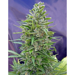 Semillas AutoFloración Mix autoflorecientes de 00 Seeds