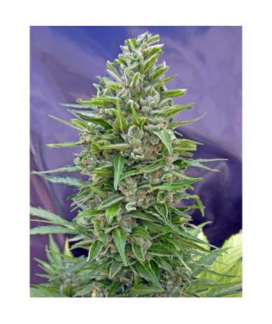 Semillas AutoFloración Mix autoflorecientes de 00 Seeds