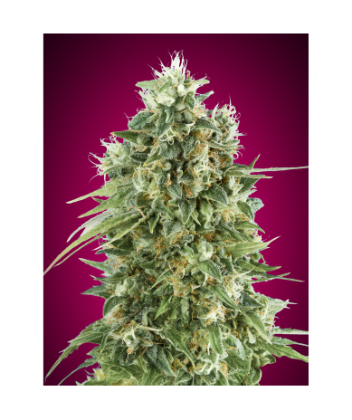 Semillas Bubble Gum CBD CBDs de 00 Seeds