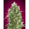 Semillas Bubble Gum CBD CBDs de 00 Seeds