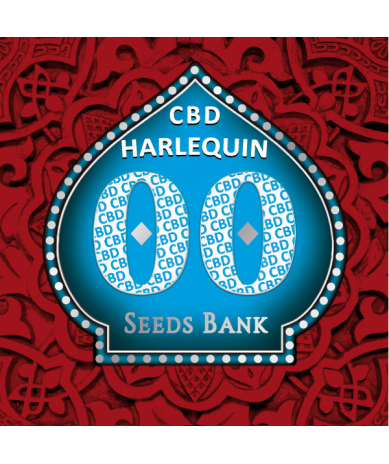 Semillas Harlequin CBD CBDs de 00 Seeds