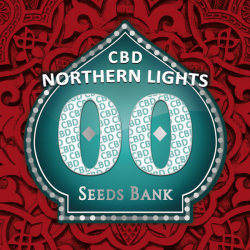 Semillas Northern Lights CBD CBDs de 00 Seeds