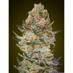 Semillas Sweet Critical CBD CBDs de 00 Seeds