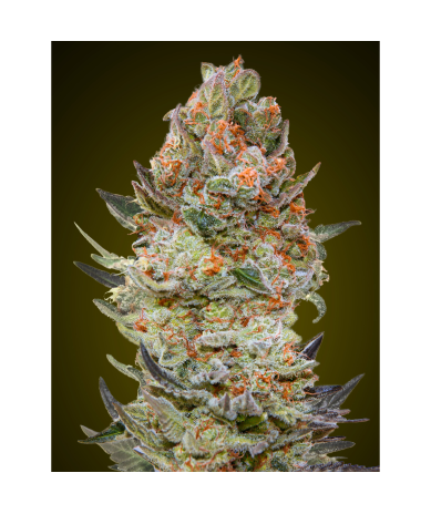 Semillas Sweet Critical CBD CBDs de 00 Seeds