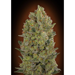 Semillas 00 Cheese feminizadas de 00 Seeds