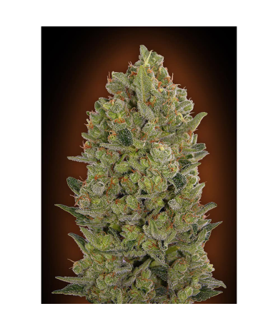 Semillas 00 Cheese feminizadas de 00 Seeds