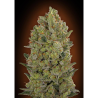 Semillas 00 Cheese feminizadas de 00 Seeds