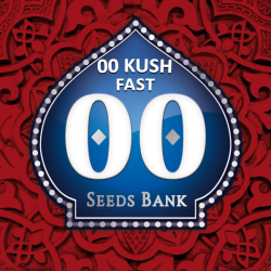 Semillas 00 Kush Fast feminizadas de 00 Seeds