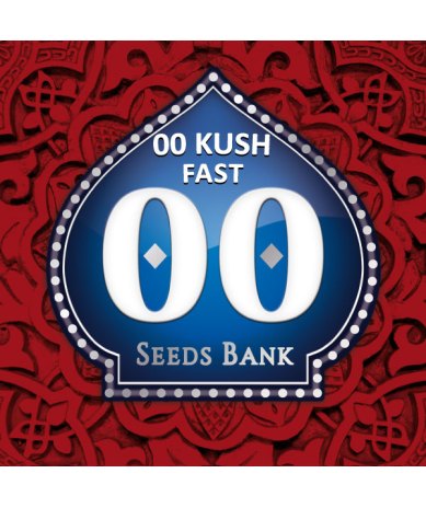 Semillas 00 Kush Fast feminizadas de 00 Seeds