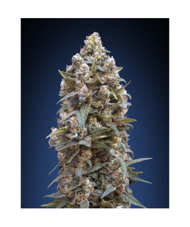 Semillas 00 Kush feminizadas de 00 Seeds