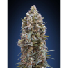 Semillas 00 Kush feminizadas de 00 Seeds