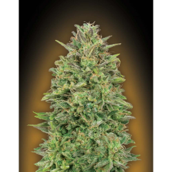 Semillas 00 Skunk feminizadas de 00 Seeds