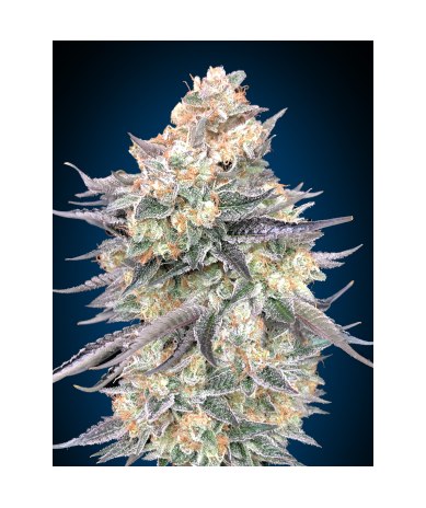 Semillas Blue Dream feminizadas de 00 Seeds