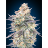 Semillas Blue Dream feminizadas de 00 Seeds